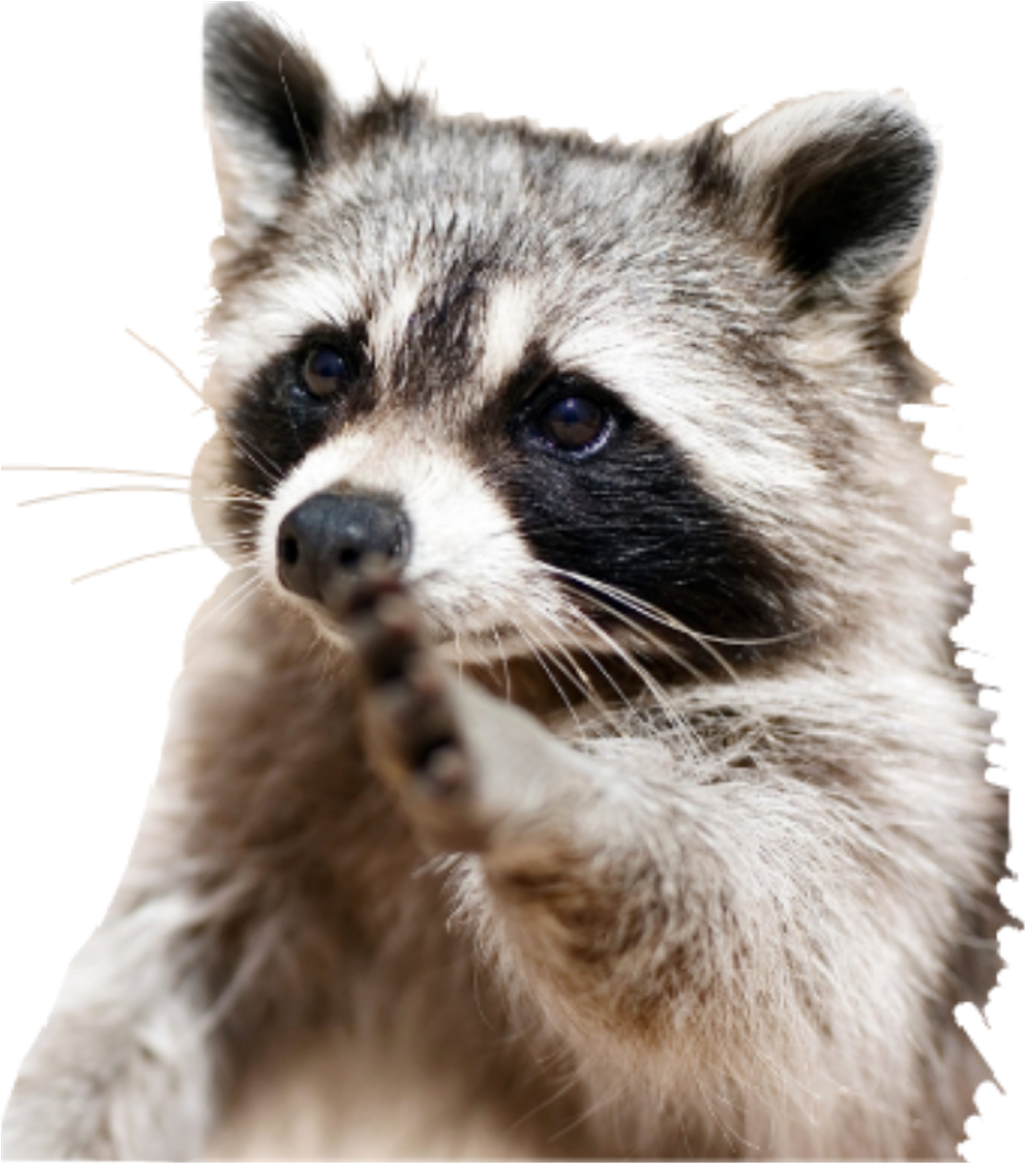 Racoon Sticker (1024x1212), Png Download