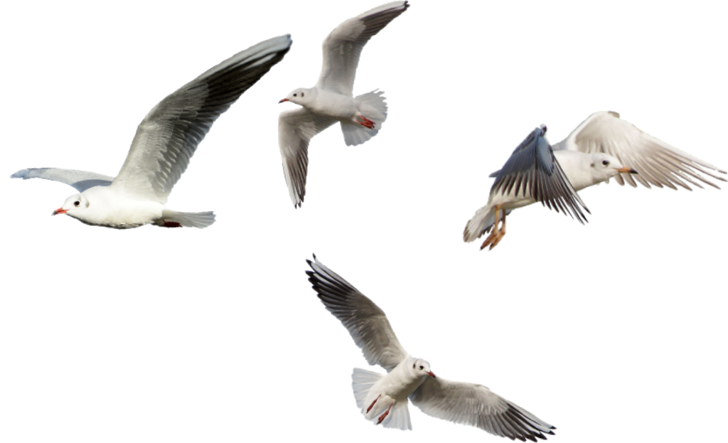 Seagulls Sticker - European Herring Gull (1024x623), Png Download