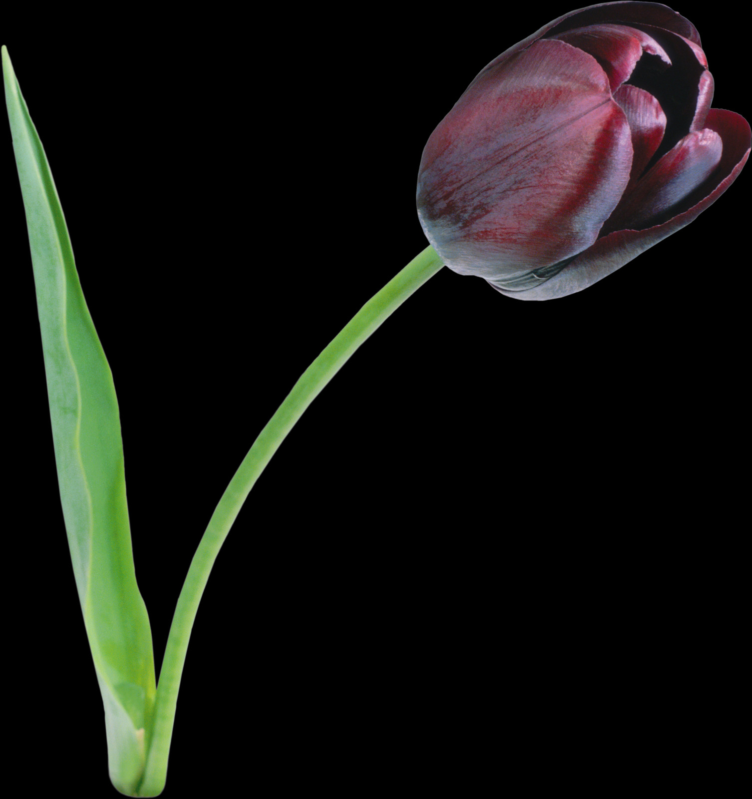 Tulip, Free Pngs - Tulip (1506x1600), Png Download