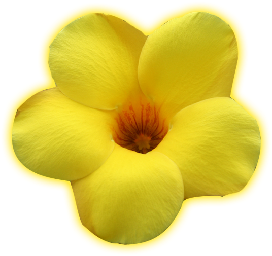 Dreammakers - Hibiscus (600x599), Png Download