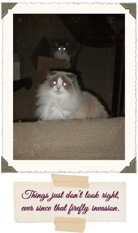 Yeti And Peekaboo Laser Cats - Domestic Long-haired Cat (515x826), Png Download
