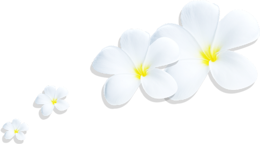 Plumeria Png (862x480), Png Download