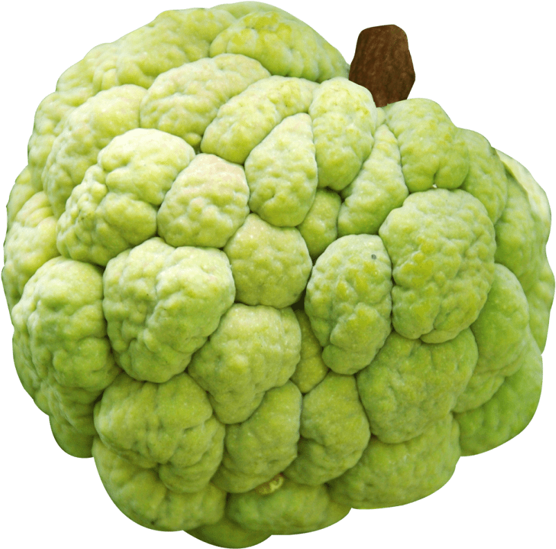Download Custard Apple Png Image - Custard Apple (500x496), Png Download