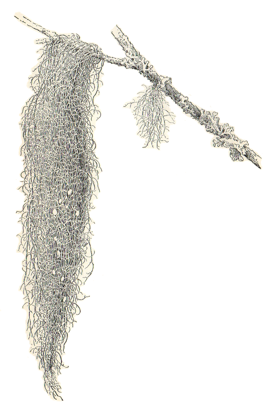 Spanish Moss Clipart Freeuse Download - Spanish Moss Clipart (1055x1600), Png Download