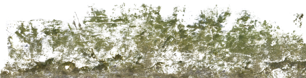 Decalbottom0017 1 S Decalbottom0018 1 S Decalbottom0022 - Transparent Moss Png (1024x295), Png Download