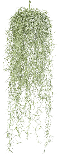Hanging Moss Png - Hanging Spanish Moss (233x600), Png Download