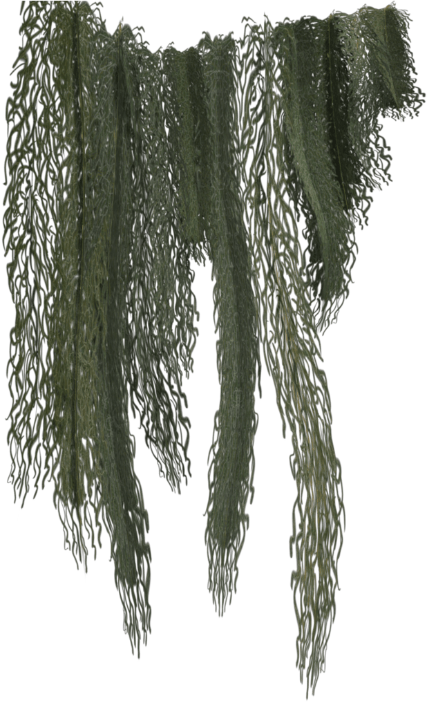 Hanging Moss Png - Jungle Vines Clip Art (1024x1024), Png Download