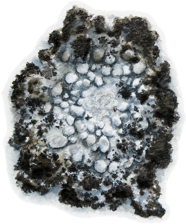 Iceland Moss - Cetraria Islandica - Sphere (600x721), Png Download