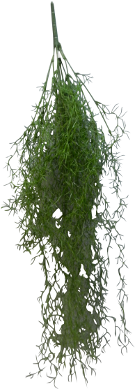 Spanish Moss Png Graphic Download - Spanish Moss (800x600), Png Download