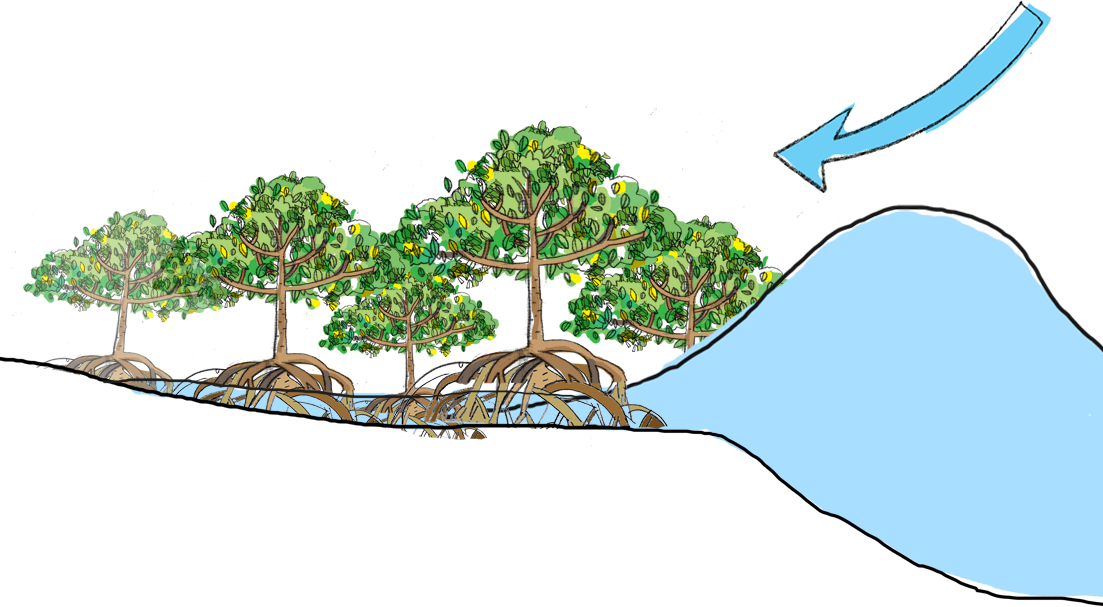 Graphic Royalty Free Download Mangrove Forest Ecosystem - Mangrove Tsunami (1103x607), Png Download