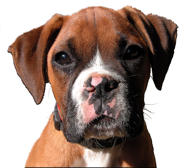 Doggiecamp Dog Boarding, Santa Cruz Dog Boarding, San - Dog (693x640), Png Download