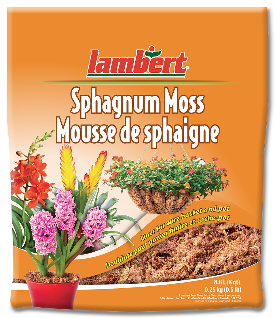 Mousse De Sphaigne (1000x1192), Png Download