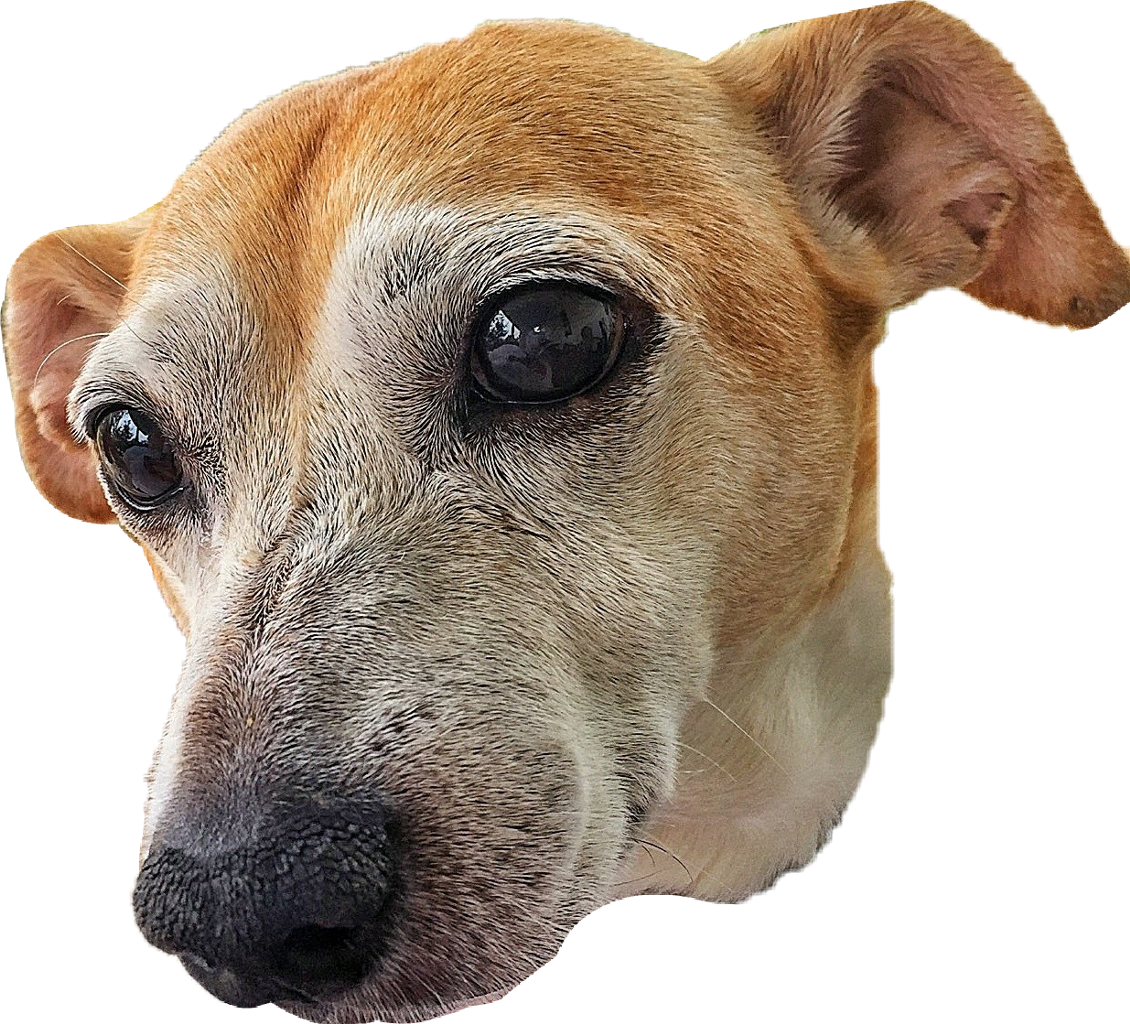 Dog Sticker - Dog (1130x1024), Png Download