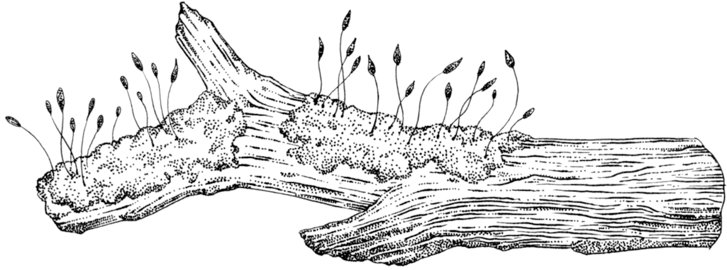 Moss On Decomposing Log - Moss Drawing (1024x396), Png Download