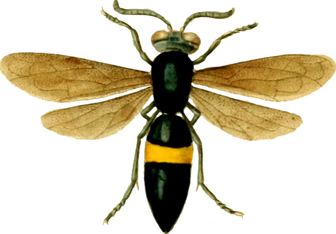 Hornet Bee Insect Butterfly Wasp - Wasps Logo Transparent (1077x750), Png Download