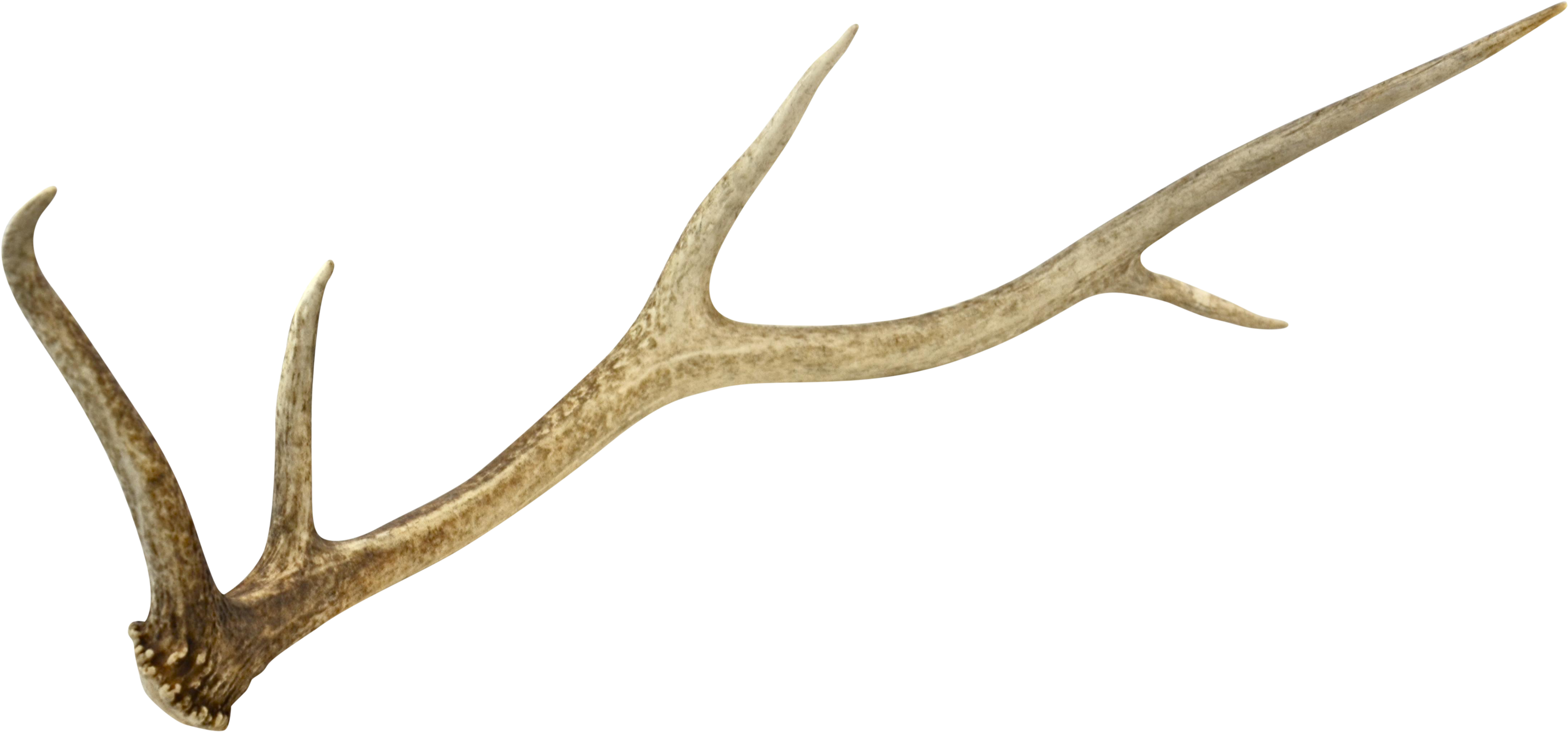 Deer Antler Png (4846x2262), Png Download