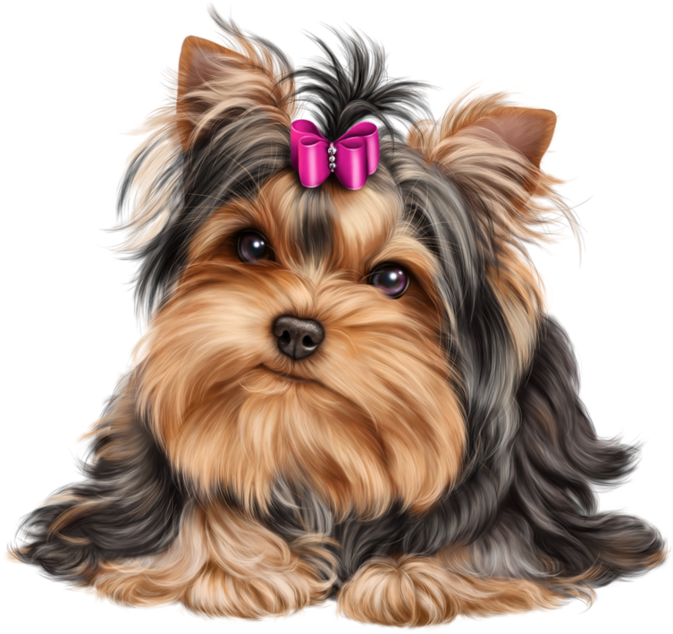 Cliparts For Free Download And Use - Yorkshire Terrier (800x800), Png Download