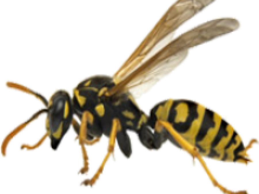 Wasps, Hornets, And Yellow Jackets - Wasp With Two Bodies (900x675), Png Download