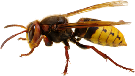 Hornet - Sršeň Png (500x297), Png Download