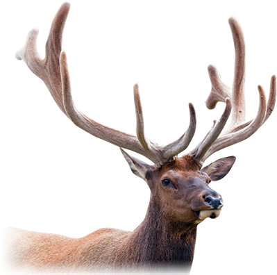 Deer Antler Png Picture Royalty Free Library - Deer Antler Velvet Png (432x401), Png Download