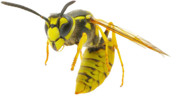 Wasp All Round Legend 2017 06 16t15 - Wasp Png Transparent (555x317), Png Download