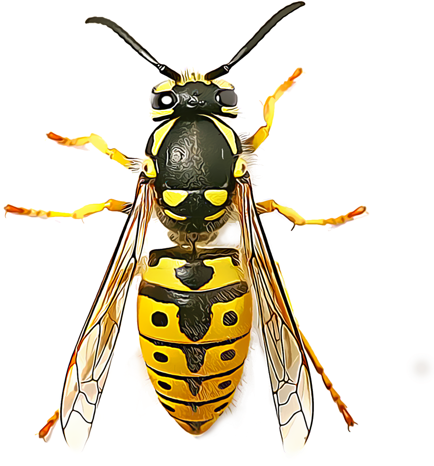 Many Wasps Live Solitary Lives And Go Unnoticed By - Top View Of Wasp (1000x1000), Png Download