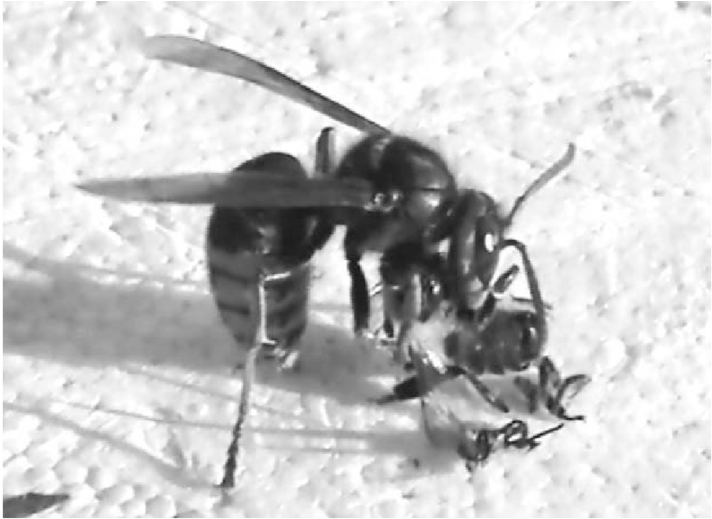A Vespa Crabro Hornet Is Processing A Freshly Caught - Hornet (850x532), Png Download