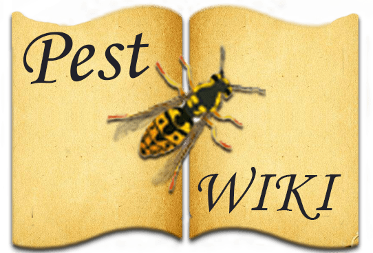 Sandfly (542x367), Png Download