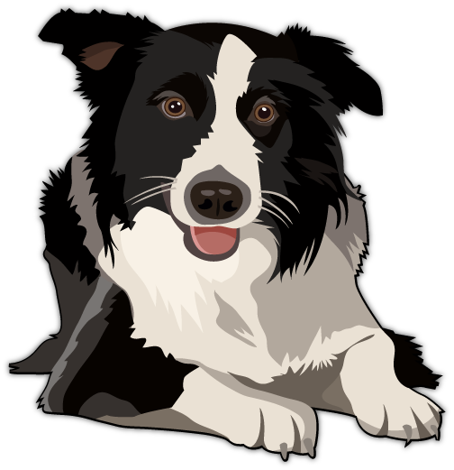 Australian Shepherd Vector - Border Collie Vector (504x521), Png Download