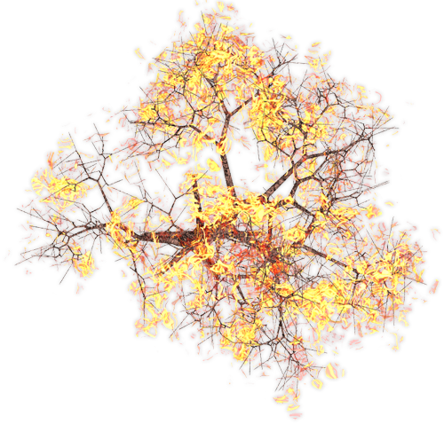 432k Burningtreekpl 01 06 Feb 2009 - Mountain Arnica (500x478), Png Download
