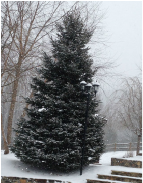 Christmas Tree (359x359), Png Download