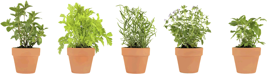Pots Of Herbs - Herb Png (960x283), Png Download