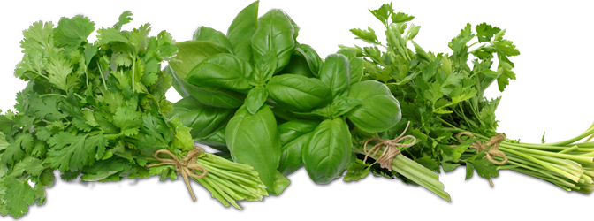 Coriander (cilantro) Slo-bolting Herb Seed (672x250), Png Download