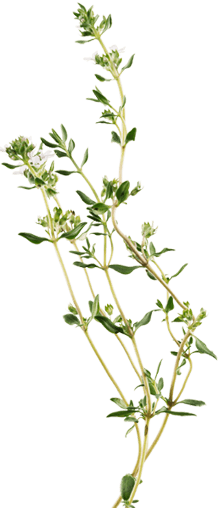 Summer Savory (319x740), Png Download