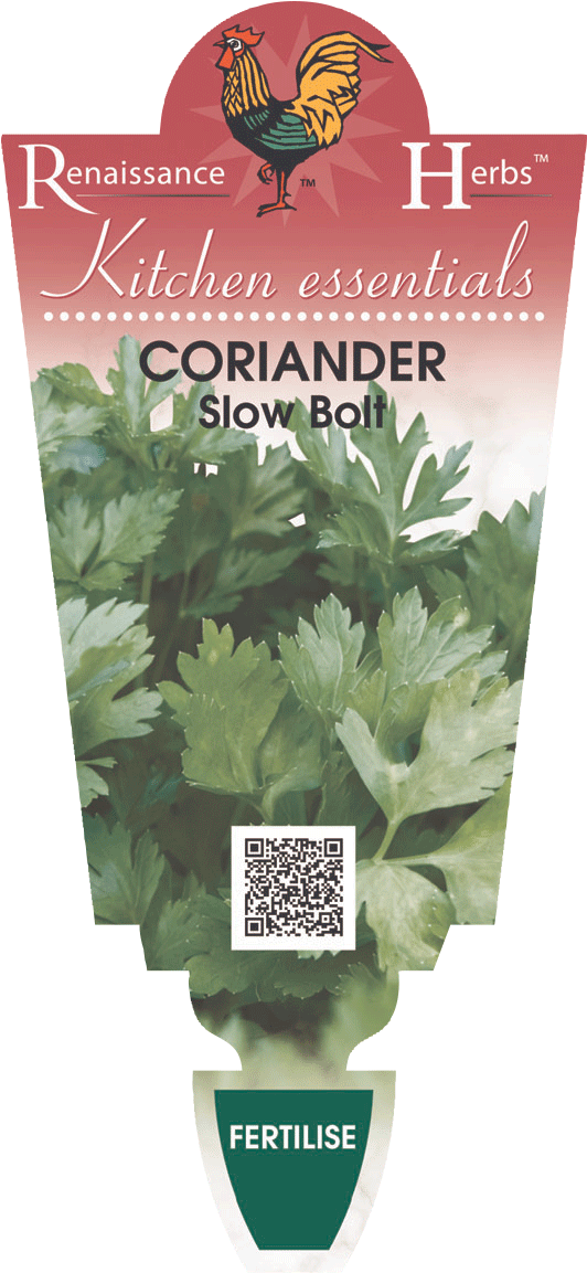 Download Related Recipes Coriander Full Size PNG Image PNGkit