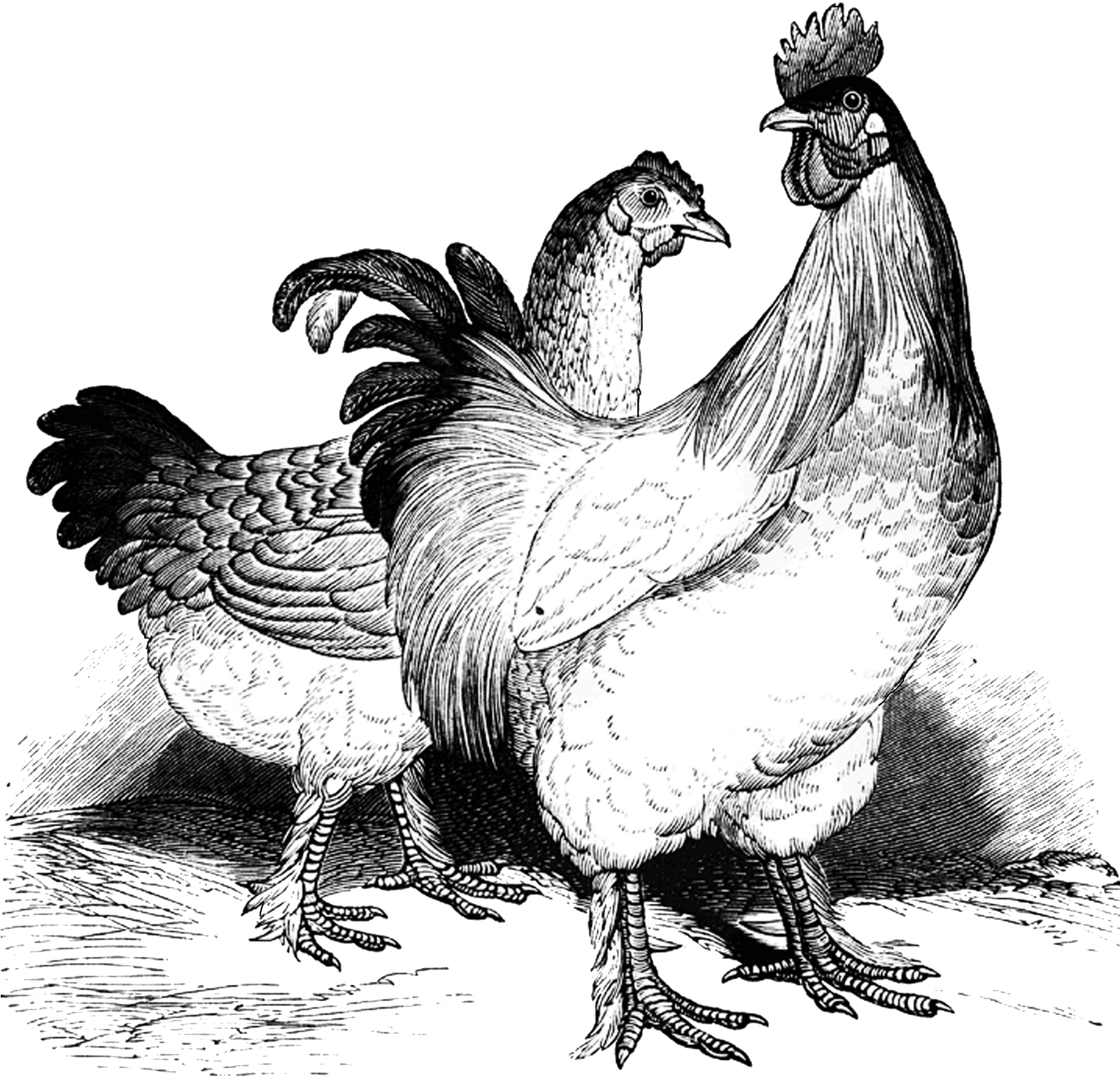Chicken Clipart Cochin (1600x1563), Png Download