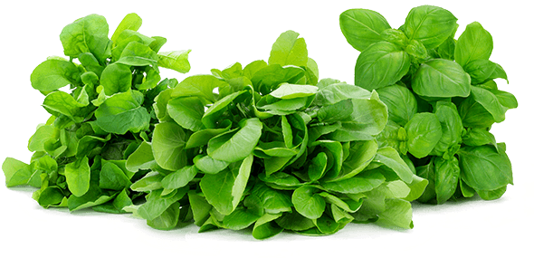 Naked Leaf Herbs Loose Product Shot - Mucci Farms Ltd. (600x380), Png Download