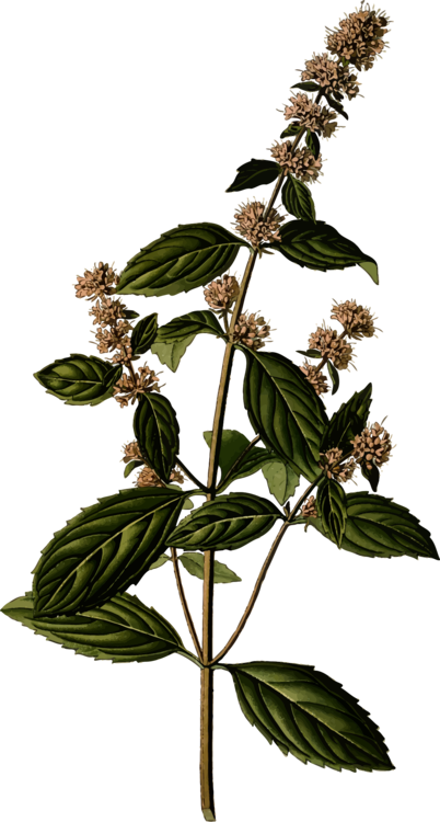 Peppermint Herb Medicinal Plants Mints - Mentha Spicata Illustration (402x750), Png Download