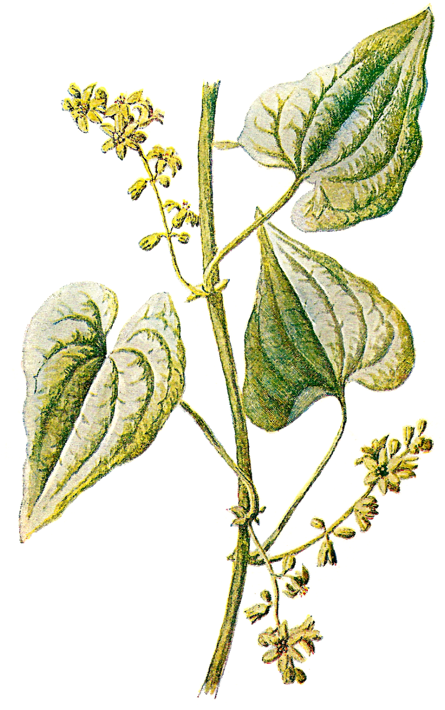 Herbs Illustrations - Vintage Plant Illustration Png (1072x1600), Png Download