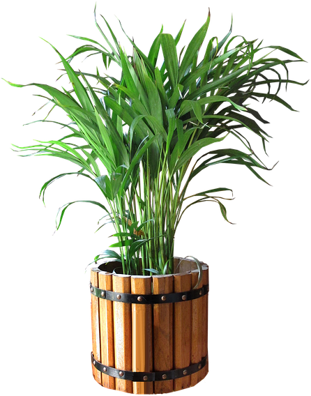 Palm, In, Pot, Cut, Out - Good Morning My Relatives (480x720), Png Download