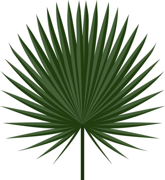 Image Result For Cabbage Leaves Egypt Game - Palmleaf Png (660x720), Png Download