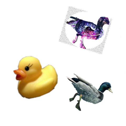 Duck Under Water (480x480), Png Download