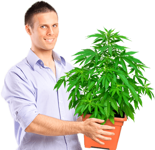 Marijuana University Graduate Holding Medium Size Plant - Guy Holding Weed Plant (545x522), Png Download