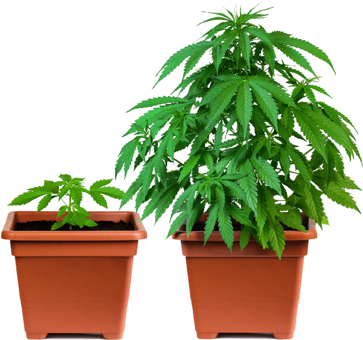 Step By Step To Cloning - Weed Nz (731x726), Png Download