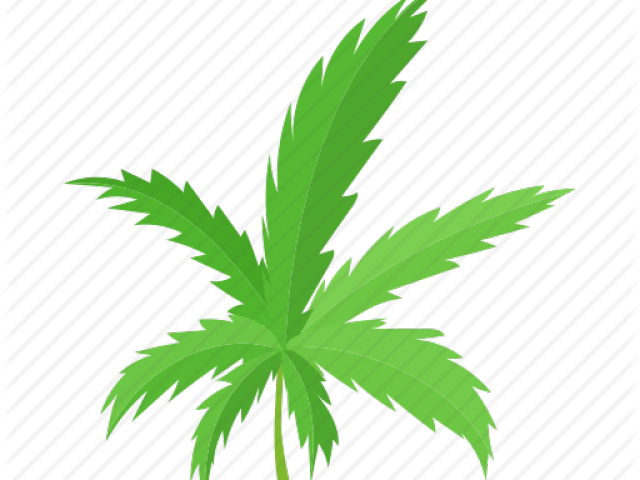Weed Leaf Cartoon Png (640x480), Png Download