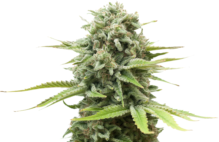 Free Home Delivery Services For All Patient Members - Sativa Nugs Vs Indica Nugs (750x500), Png Download