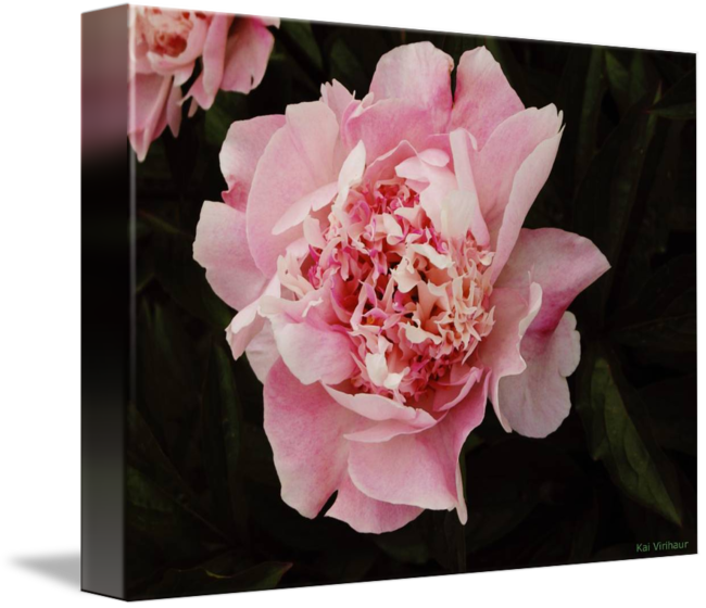 On Black By Kai Virihaur - Common Peony (650x560), Png Download