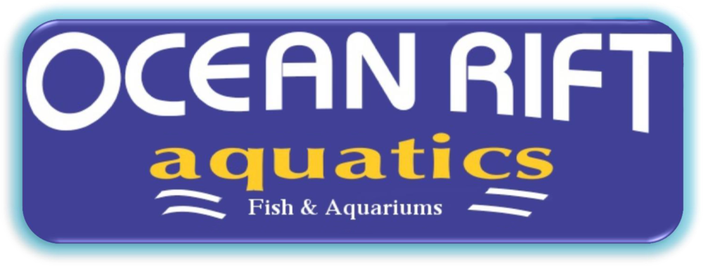 Ocean Fish Png (1000x379), Png Download