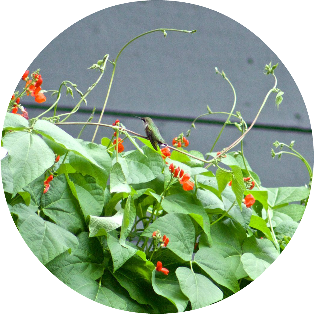 Hummingbird Resting On The Scarlet Emperor Vines - Sweet Pea (1314x1087), Png Download