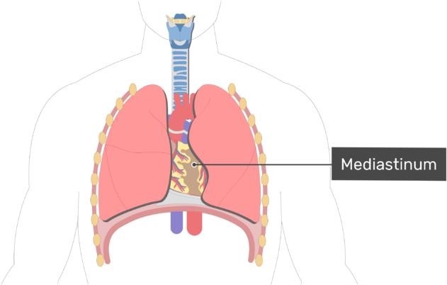 Anterior View Of The Mediastinum - Heart Location (770x406), Png Download